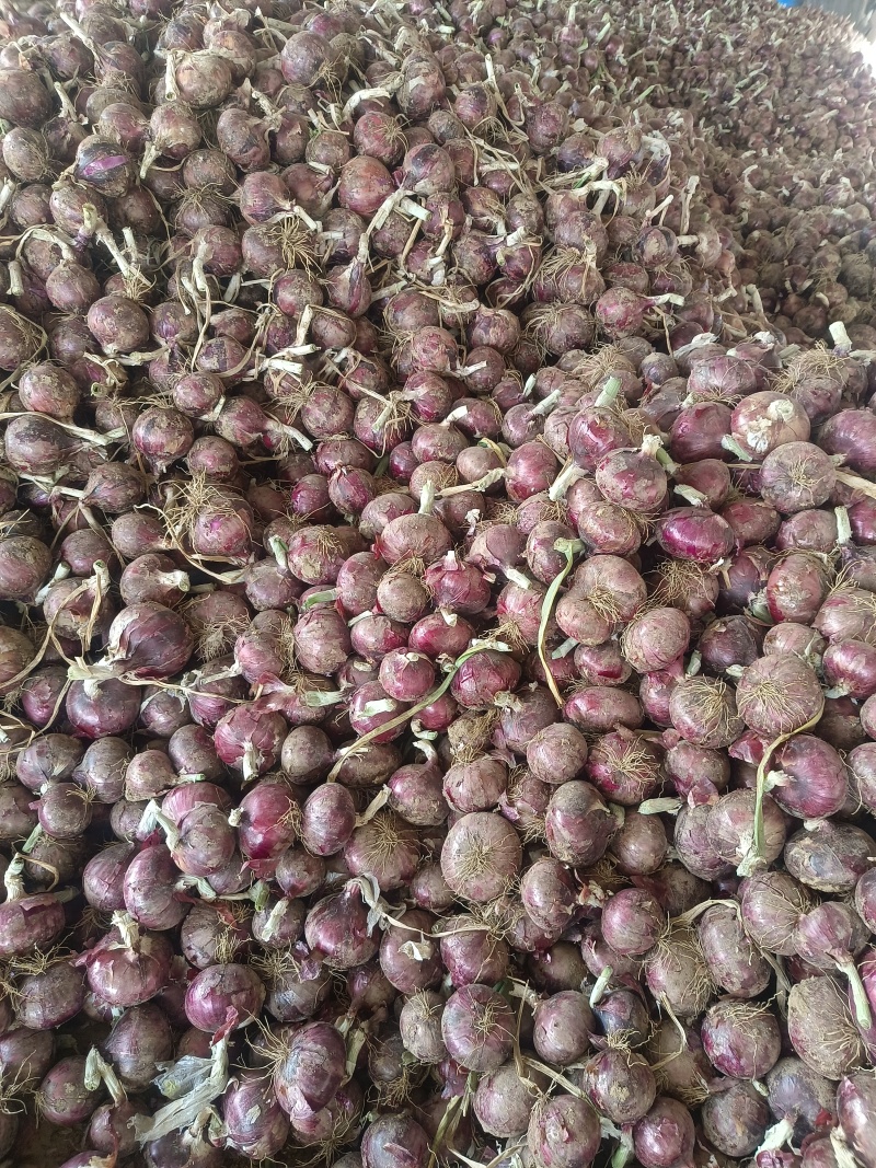 洋葱紫皮美味水果洋葱大量供应质优价廉欢迎各位客商选购