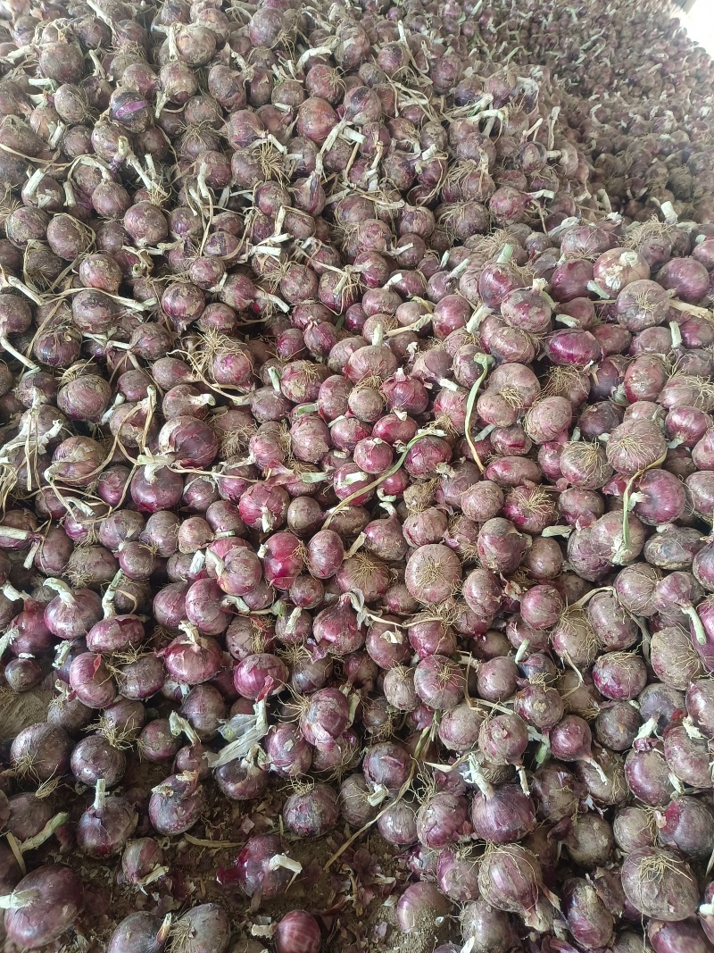 洋葱紫皮美味水果洋葱大量供应质优价廉欢迎各位客商选购