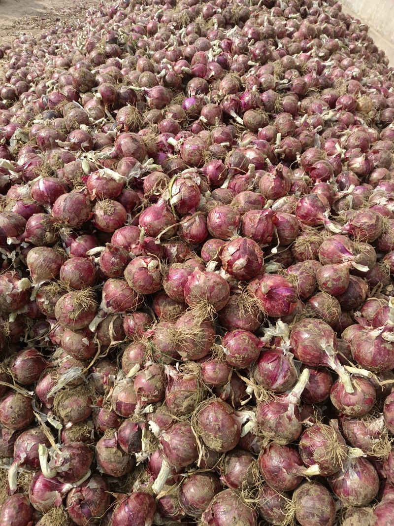 洋葱紫皮美味水果洋葱大量供应质优价廉欢迎各位客商选购