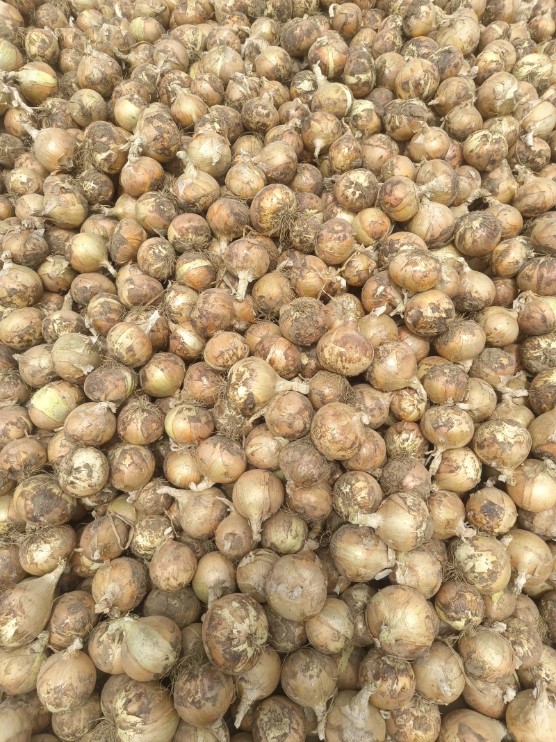 黄皮洋葱大量供应质优价廉欢迎各位客商选购