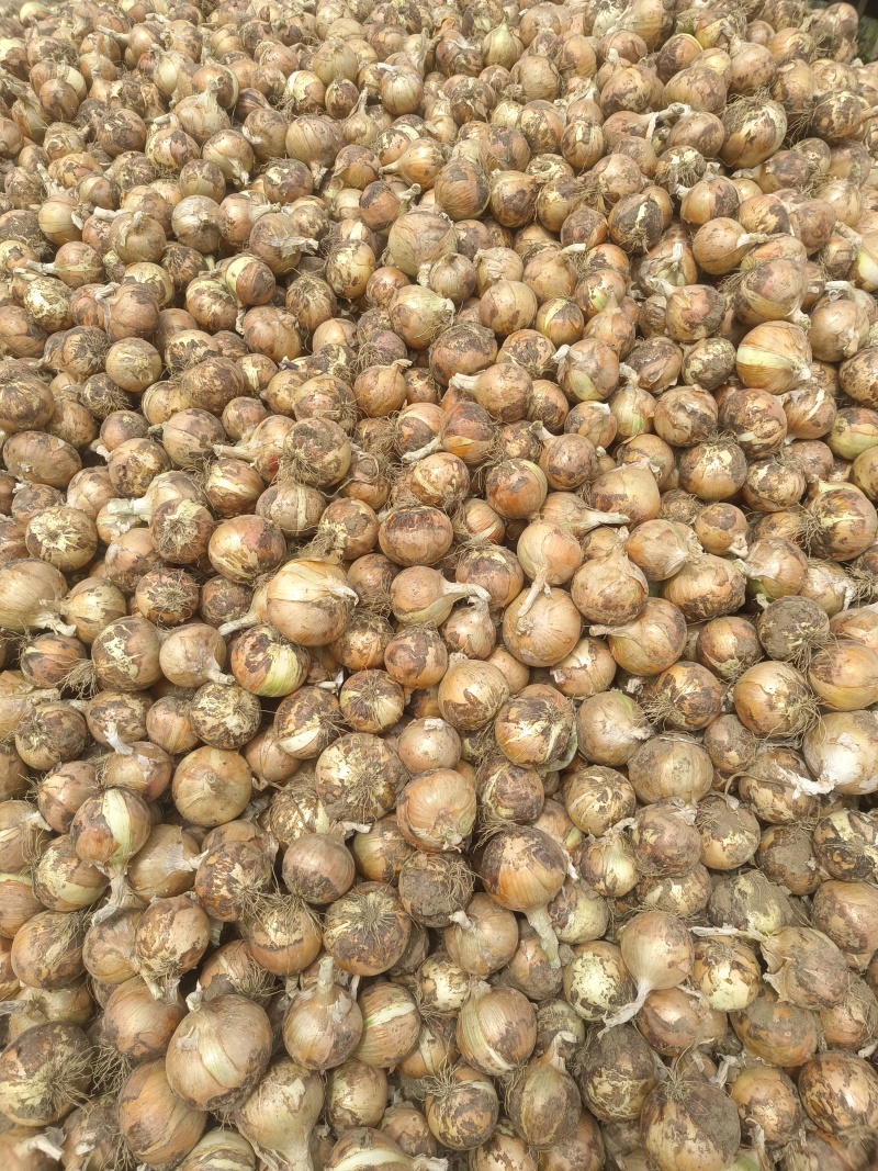 黄皮洋葱大量供应质优价廉欢迎各位客商选购