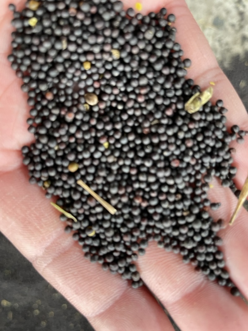 进口俄罗斯菜籽出售，含油率48.5，油色85