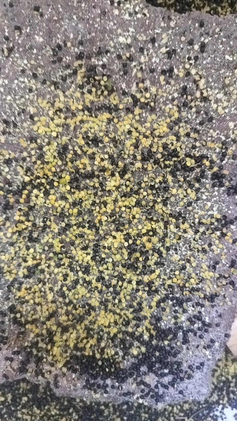进口俄罗斯菜籽出售，含油率48.5，油色85