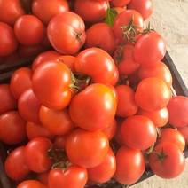 新时特惠，西红柿大量上市快来选购！