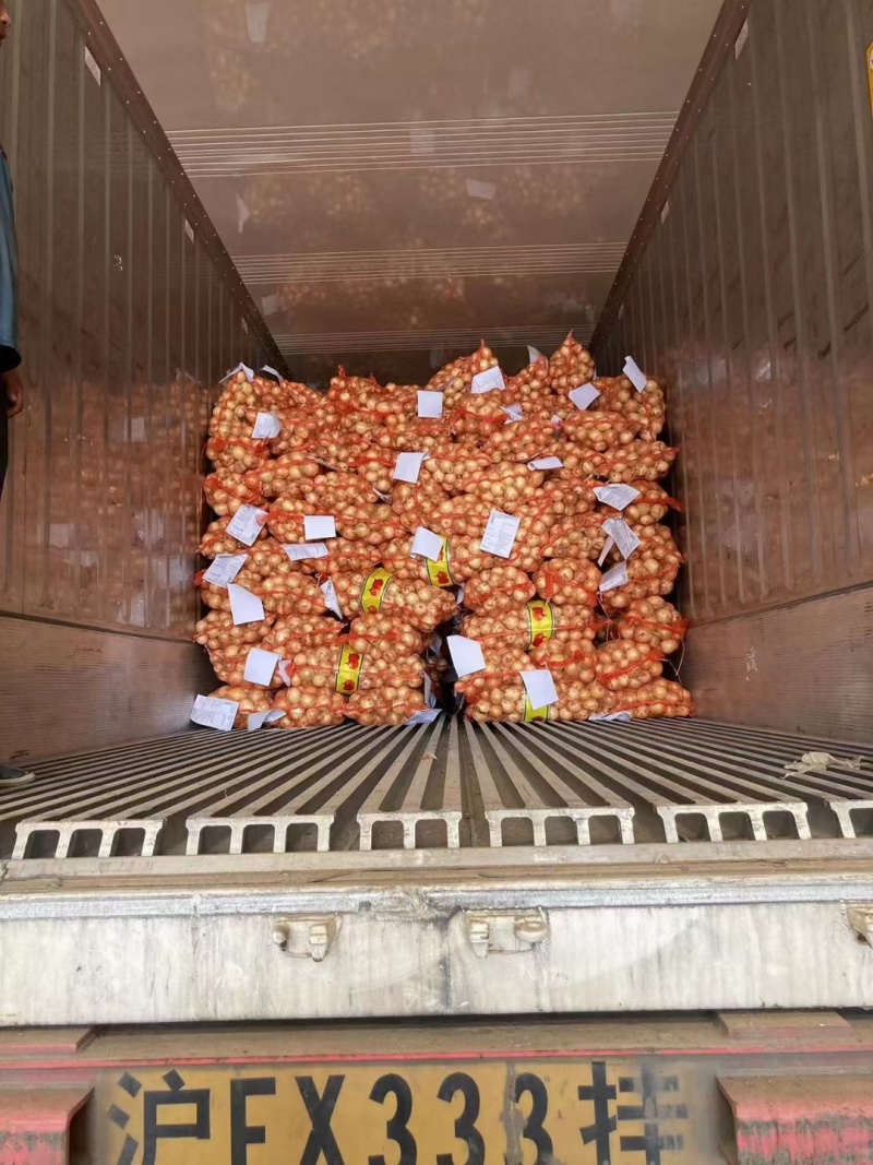 精品洋葱产地认证出口专用欢迎采购