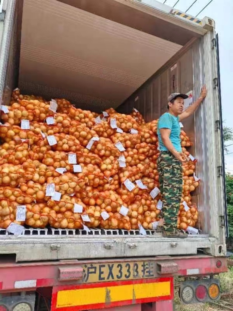 精品洋葱产地认证出口专用欢迎采购
