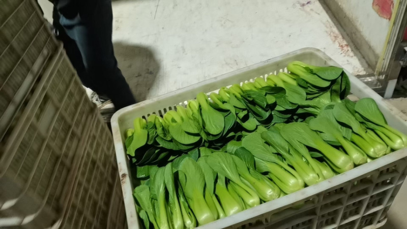 山东菏泽大量精品上海青油菜产地大量供应，产地直发大量从优