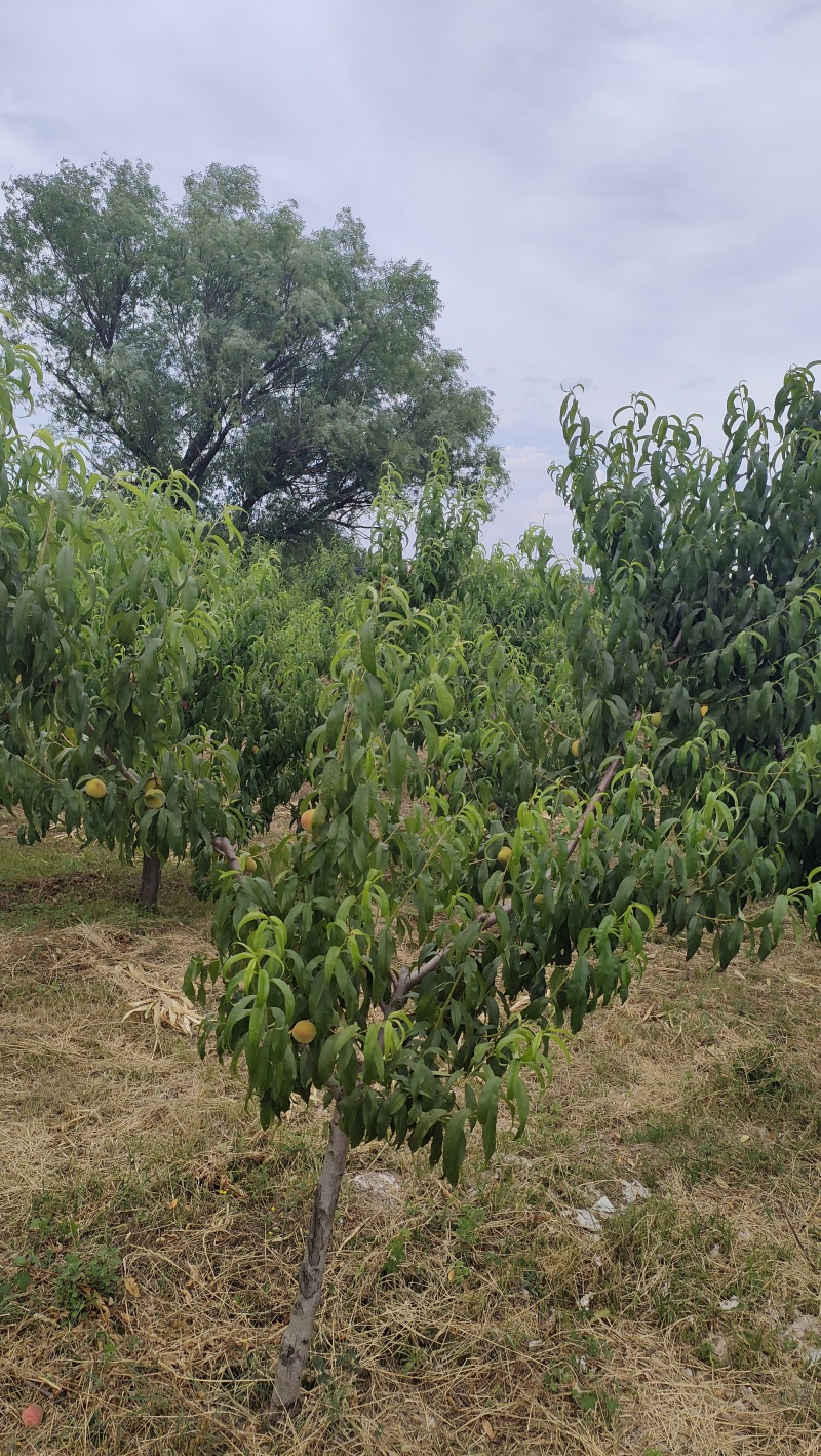 河北平山500多亩蜜桃，马上上市了，产地直发