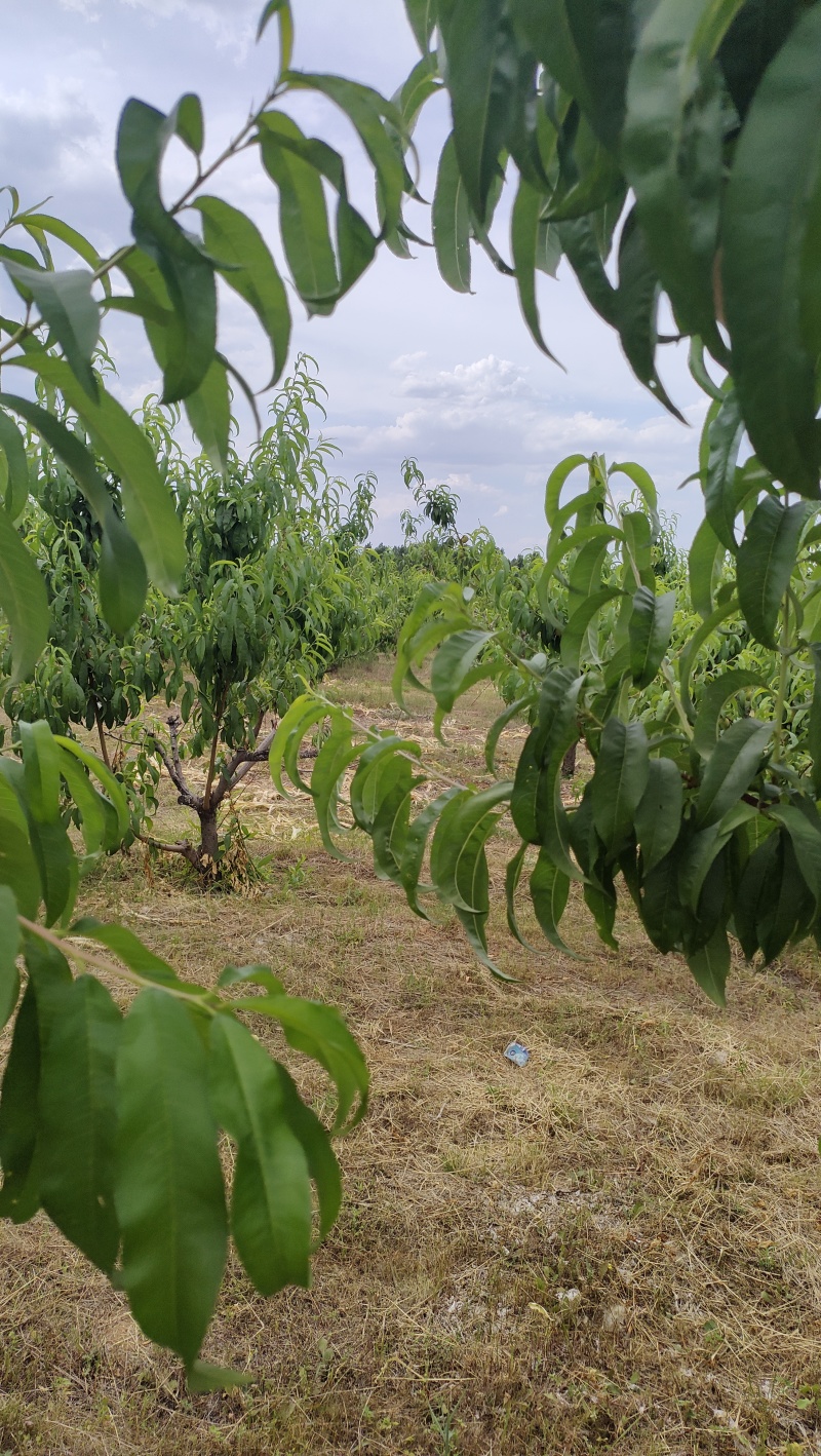 河北平山500多亩蜜桃，马上上市了，产地直发