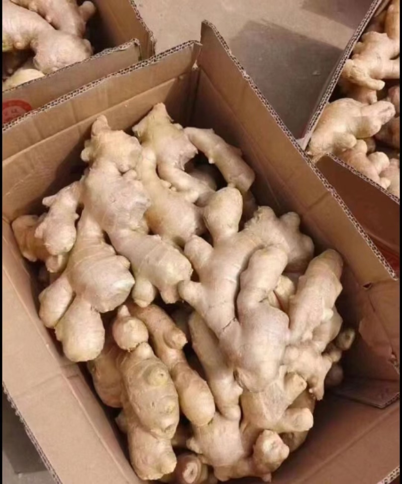 精品大姜出口专用产地认证欢迎采购