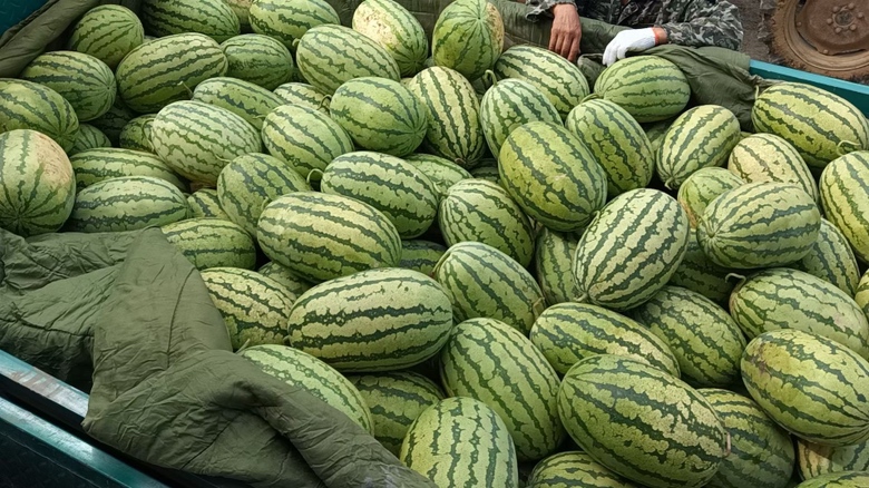 图片展示了一颗完整的金城5号西瓜,表皮深绿带有浅绿条纹,切开后果瓤鲜红多汁,籽粒分明 金城5号西瓜成熟果实展示图