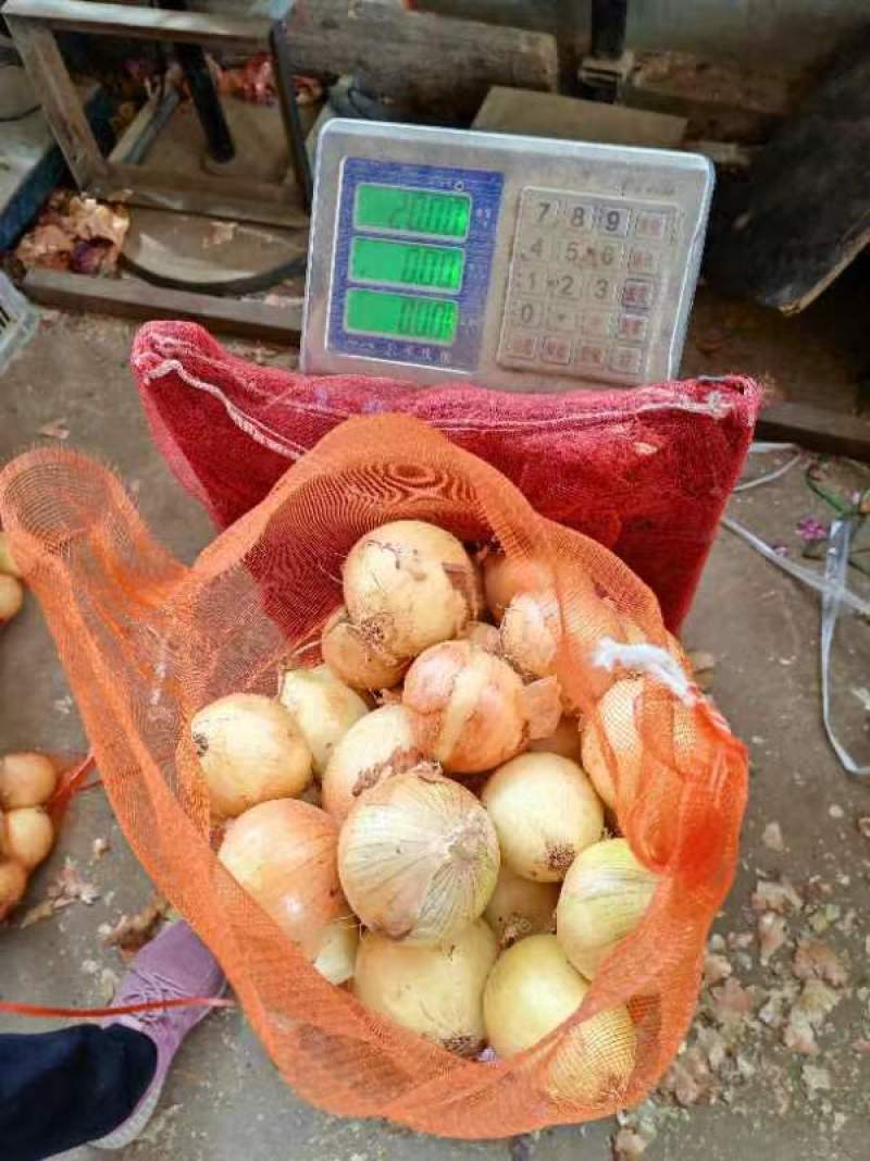 精品洋葱产地认证出口专用欢迎采购