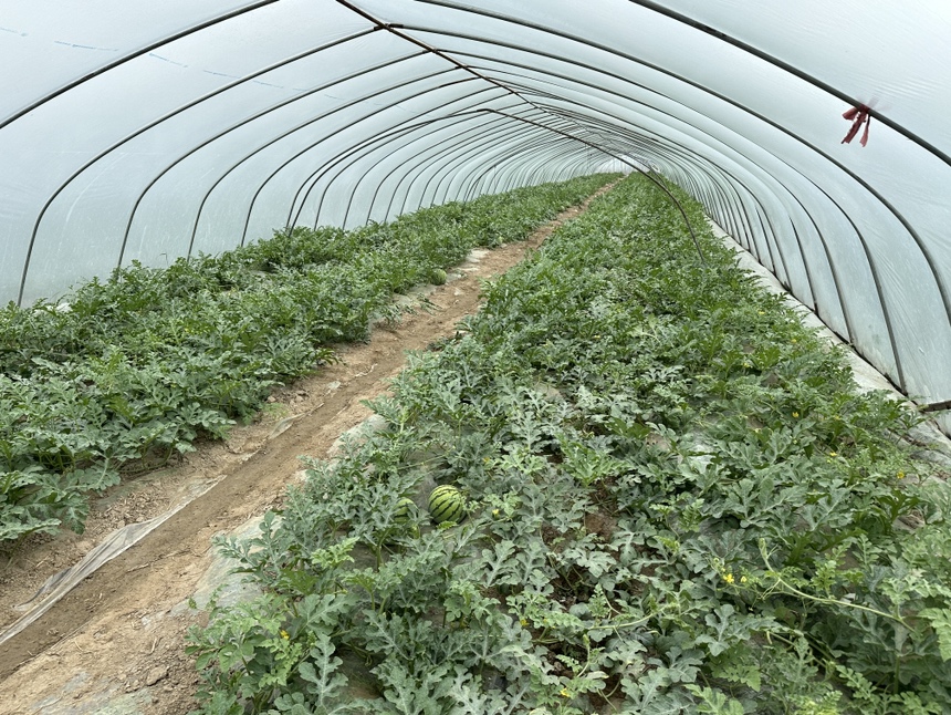 现代化西瓜种植大棚内景，整齐排列的藤蔓覆盖地面，工人正在检查西瓜生长情况，棚顶配有喷灌设备