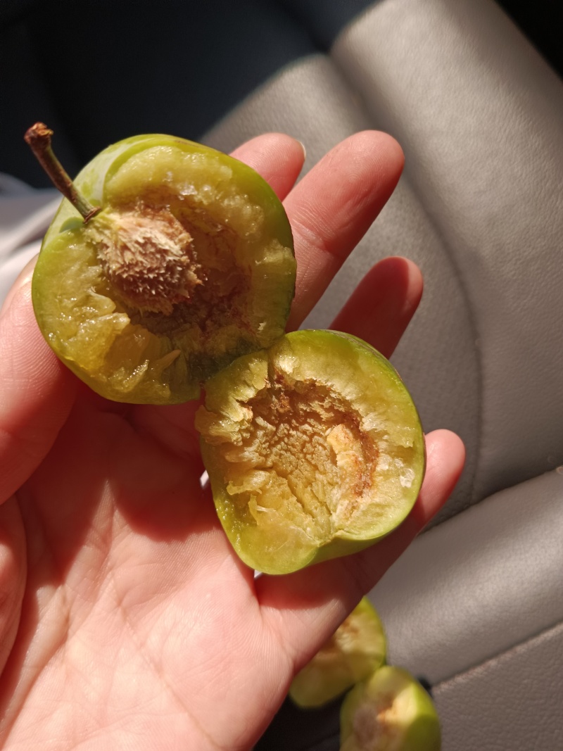 青脆李，脱骨李，口感脆甜，无涩味，市场电商的最爱