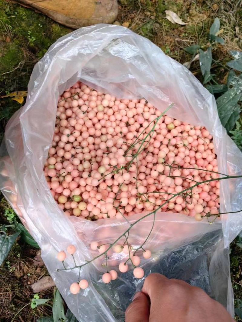基地大量金果榄种子出售，欢迎需要老板进店咨询