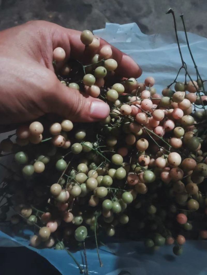 基地大量金果榄种子出售，欢迎需要老板进店咨询