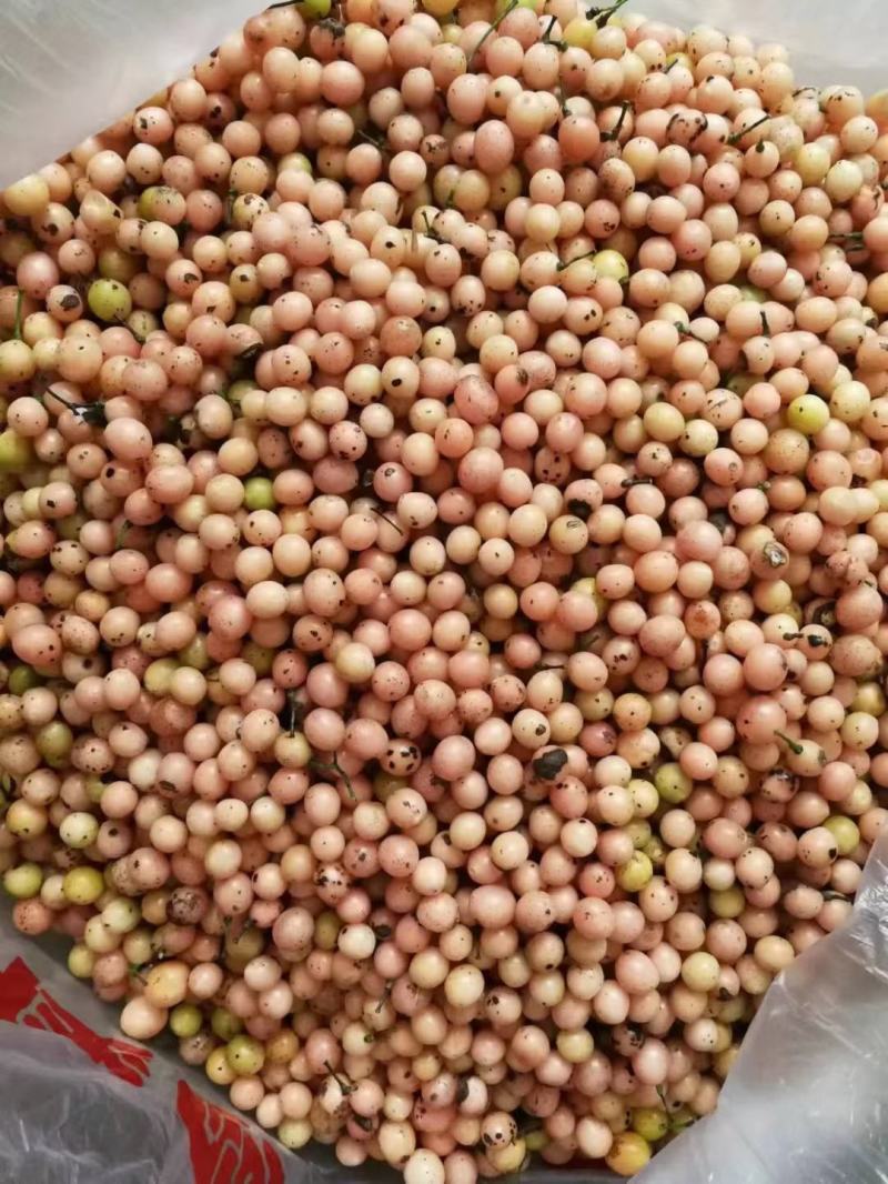 基地大量金果榄种子出售，欢迎需要老板进店咨询