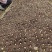 基地大量金果榄种子出售，欢迎需要老板进店咨询