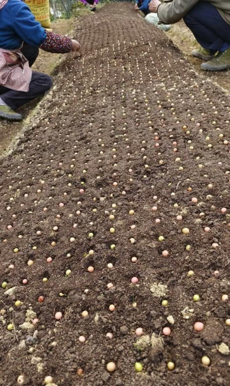 基地大量金果榄种子出售，欢迎需要老板进店咨询