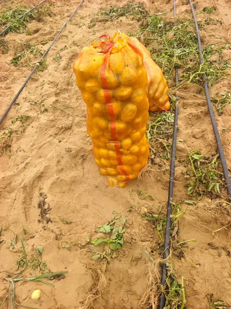 陕西土豆纯沙地土豆可按要求分类。可走电商超市场贸易