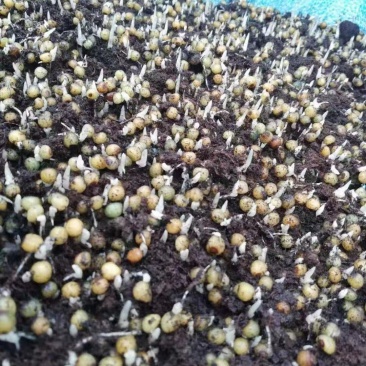 黄精种子大量出售，规格质量可以随意选择。
