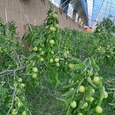 大荔冬枣