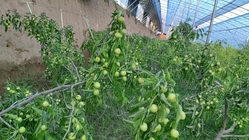 大荔冬枣