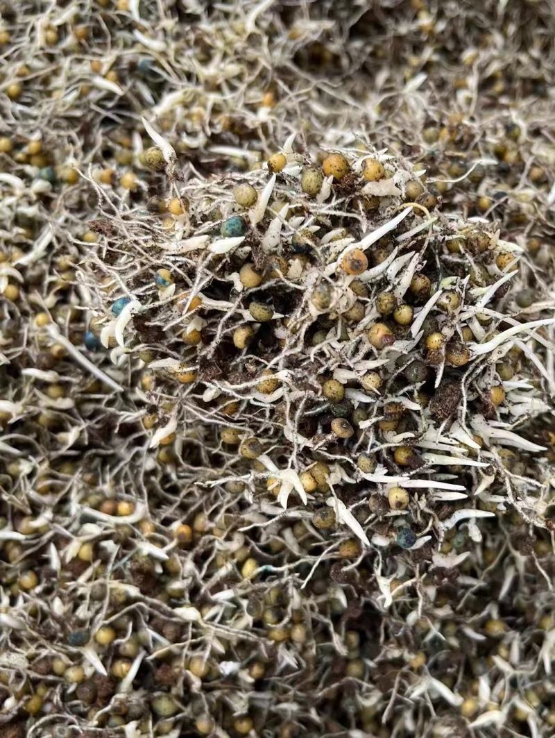 黄精种子大量出售，规格质量可以随意选择。