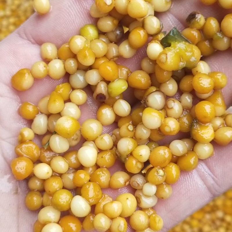 黄精种子大量出售，规格质量可以随意选择。