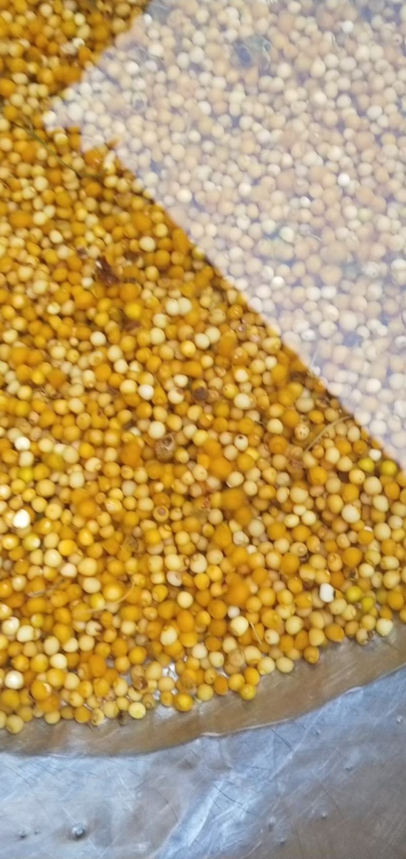 黄精种子大量出售，规格质量可以随意选择。