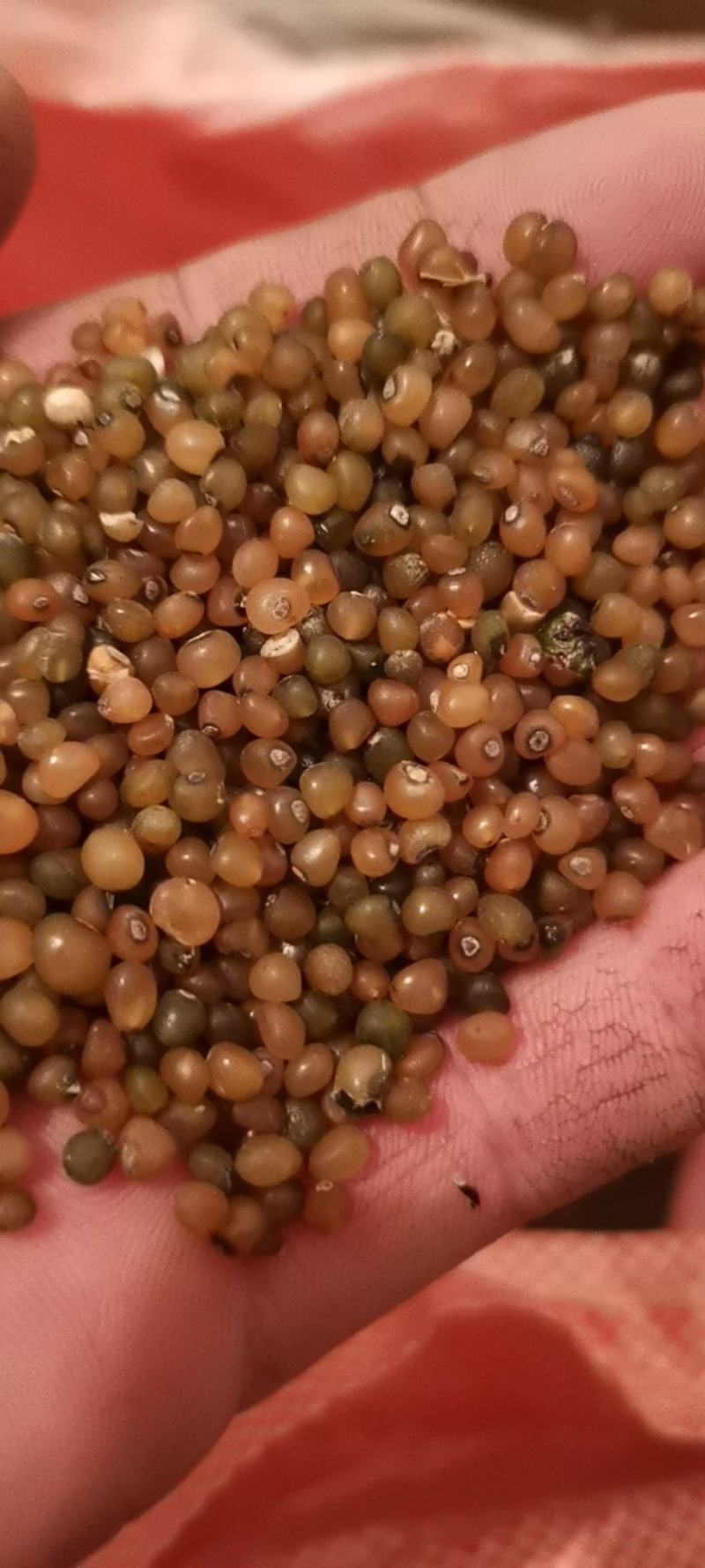 黄精种子大量出售，规格质量可以随意选择。