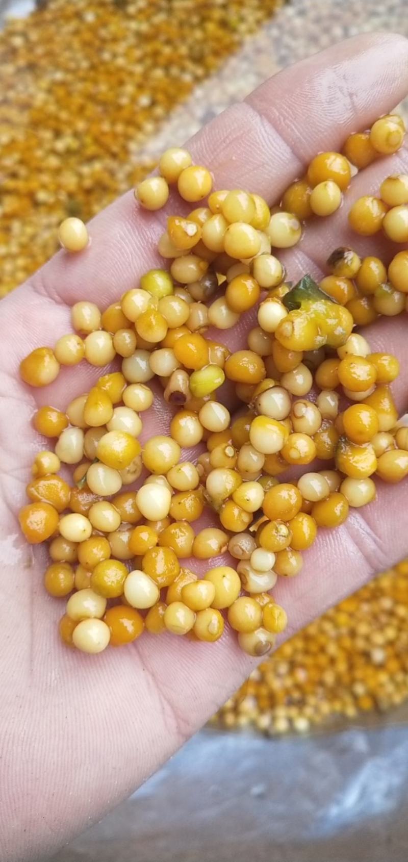 黄精种子大量出售，规格质量可以随意选择。