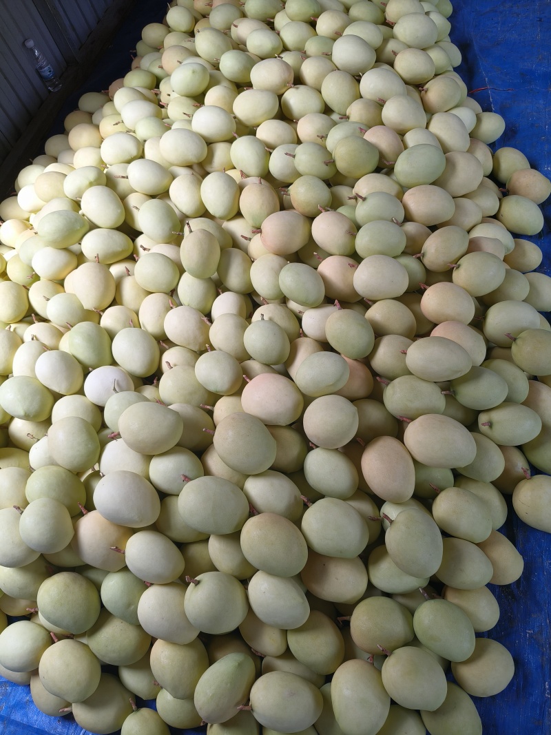 芒果云南大青芒小台芒鹰嘴芒苹果芒大量上市工厂茨果低价处理