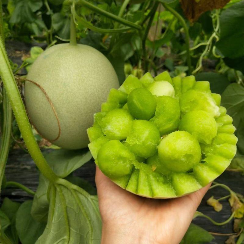 冰激凌玉菇甜瓜