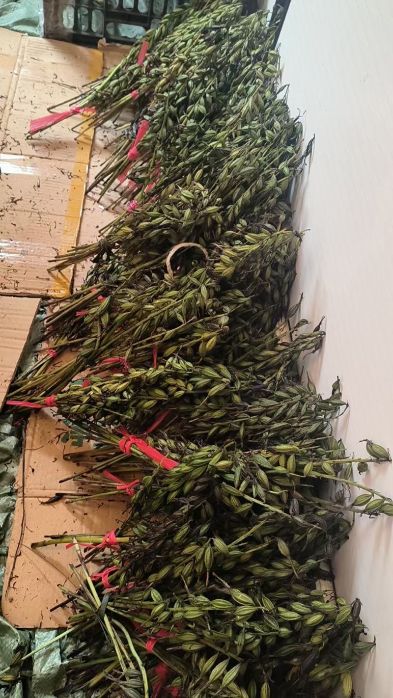 毛慈姑，种块出售，欢迎需要老板咨询订