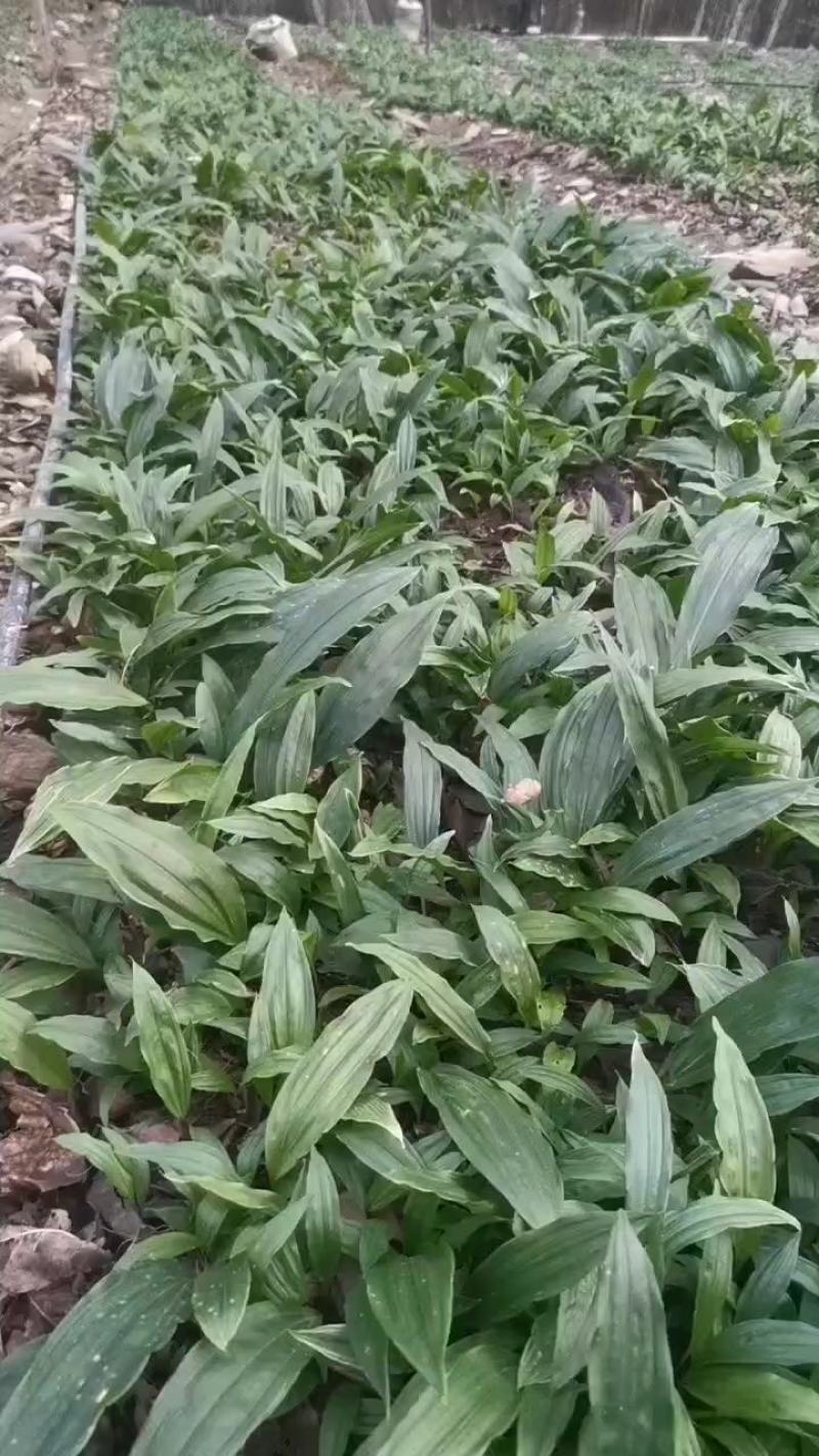 毛慈姑，种块出售，欢迎需要老板咨询订