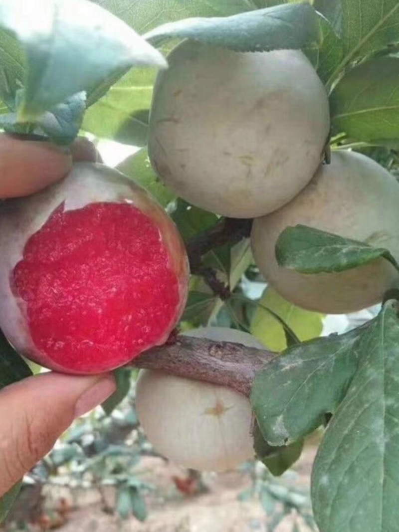 味帝红心李口感脆甜产地直发欢迎定购！