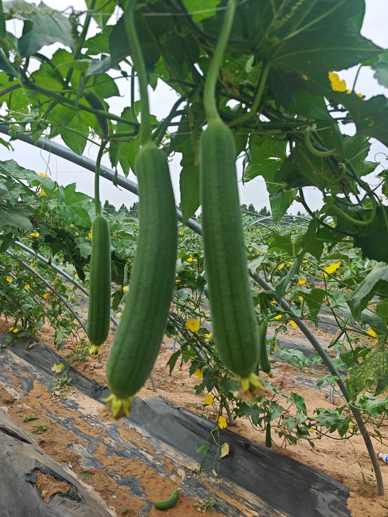 河南【精品丝瓜】/对接/电商/批发商/诚信经营/产地直发