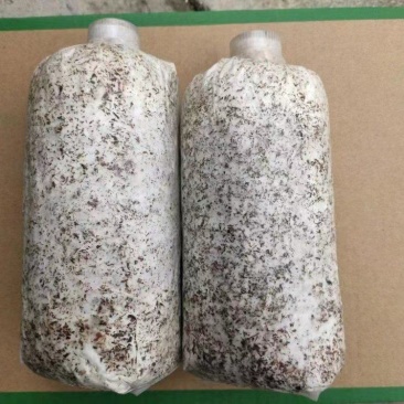 毛慈姑菌种大量出售，量大可以优惠