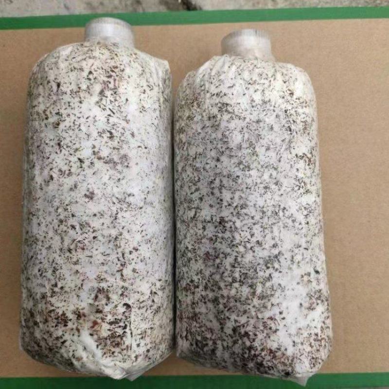 毛慈姑菌种大量出售，量大可以优惠