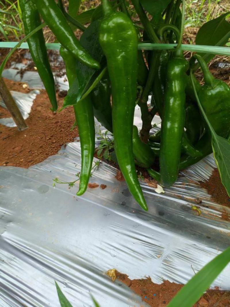 鲜辣椒