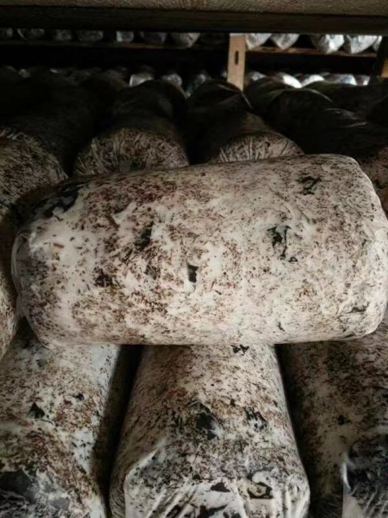 毛慈姑菌种大量出售，量大可以优惠