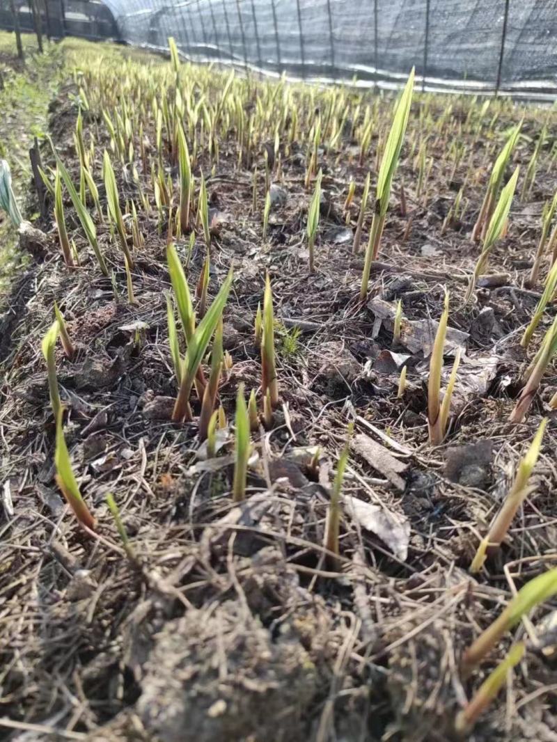毛慈姑菌种大量出售，量大可以优惠