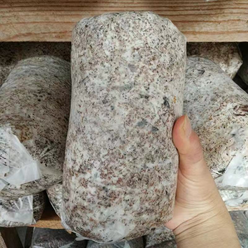 毛慈姑菌种大量出售，量大可以优惠