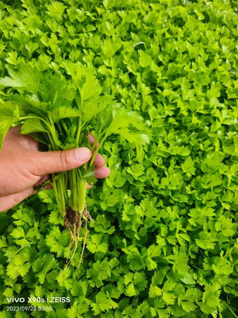 芹菜苗山东精品芹菜苗法国皇后西芹苗基地直供成活率高包技术