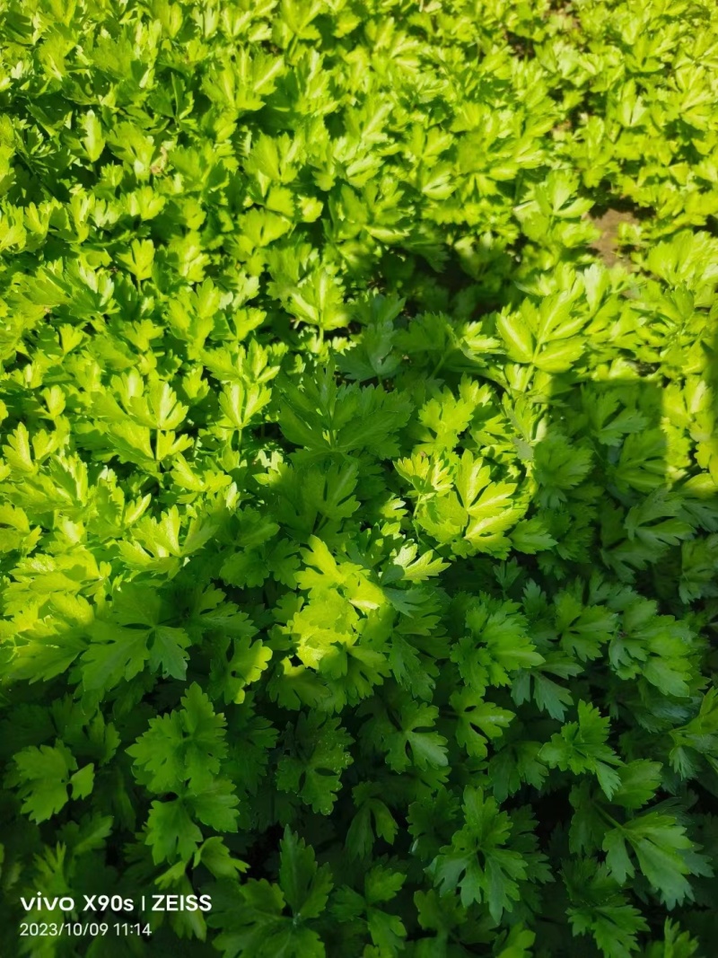 芹菜苗山东精品芹菜苗法国皇后西芹苗基地直供成活率高包技术