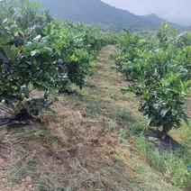 惠州龙门经营中120亩泰国红宝石柚果场转让