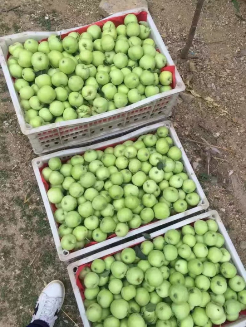 辽付藤木晨阳，秦阳青苹果大量上市，价格不高，物流发货