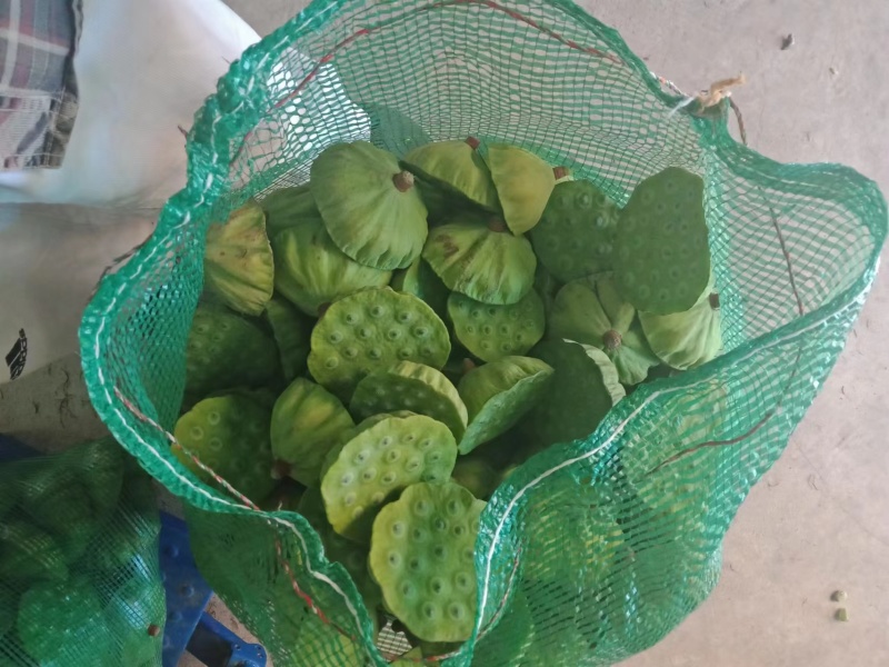 水果莲蓬