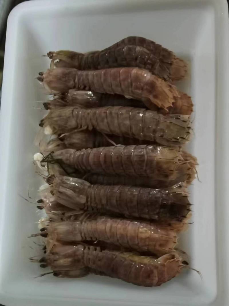 皮皮虾，富贵虾